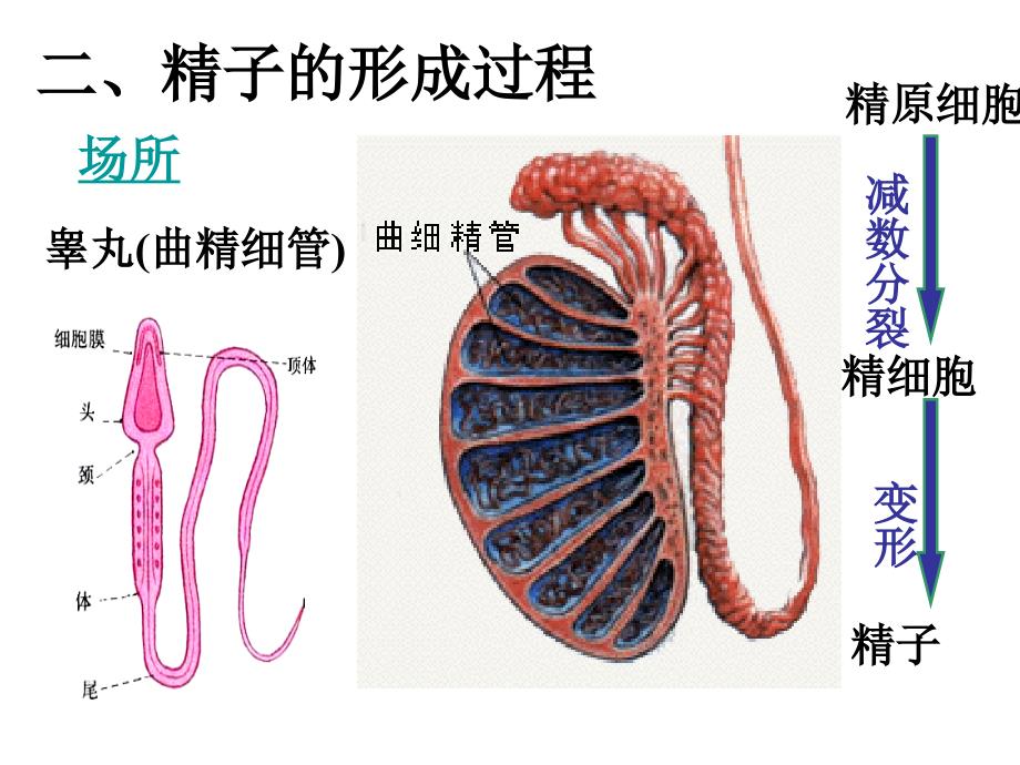 减数分裂1_第3页