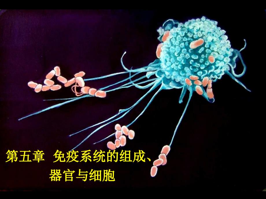 第五章免疫系统的组织器官与细胞ppt课件_第1页