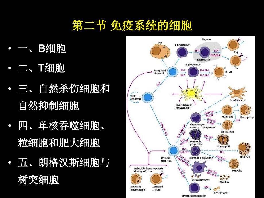 第五章免疫系统的组织器官与细胞ppt课件_第3页