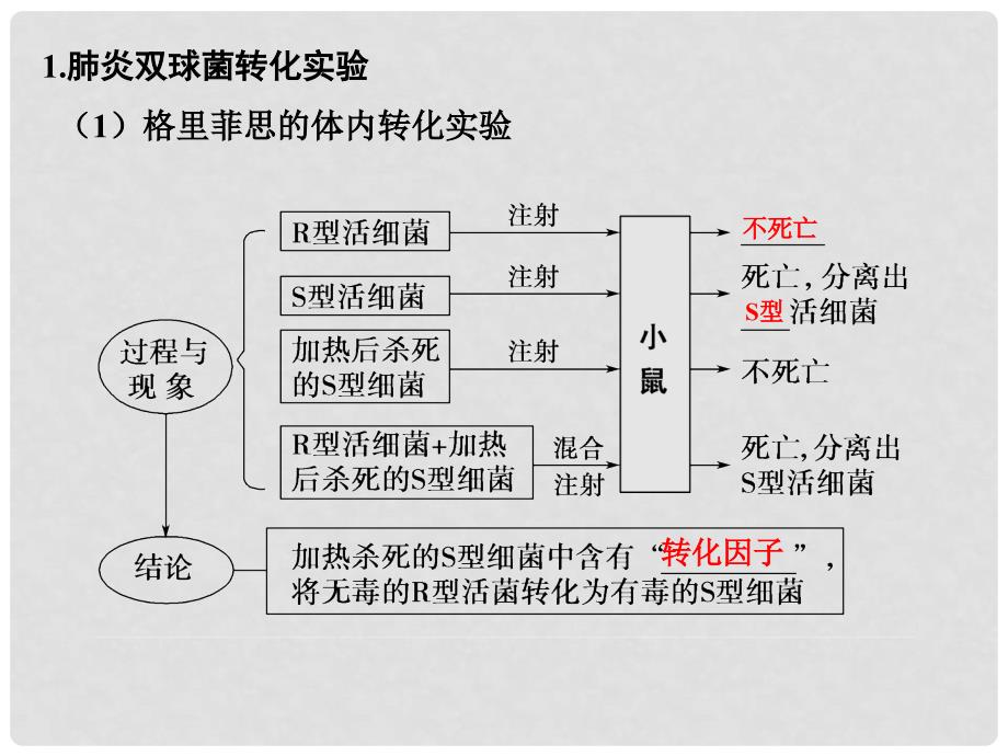 高考生物一轮总复习 专题9 遗传的分子基础课件_第4页