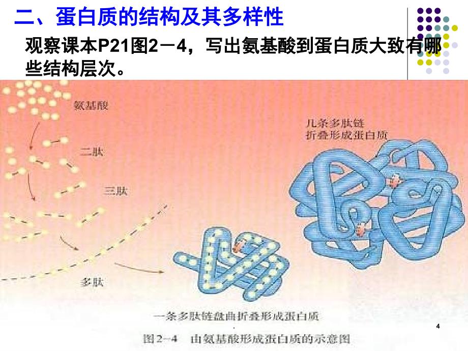 氨基酸脱水缩合PowerPoint演示文稿_第4页