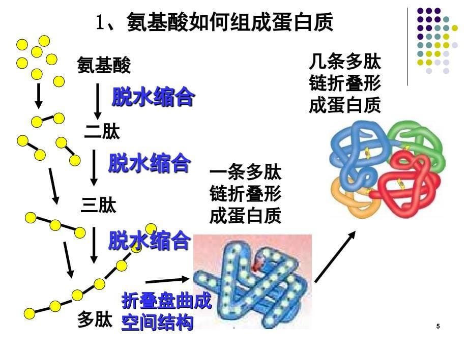 氨基酸脱水缩合PowerPoint演示文稿_第5页