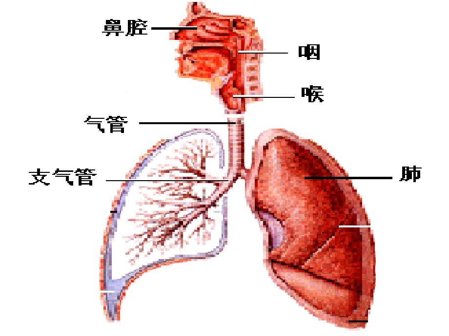 AECOPD的健康教育.ppt_第4页