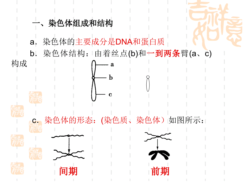 细胞分裂过程中染色体形态结构数量行为变化_第3页