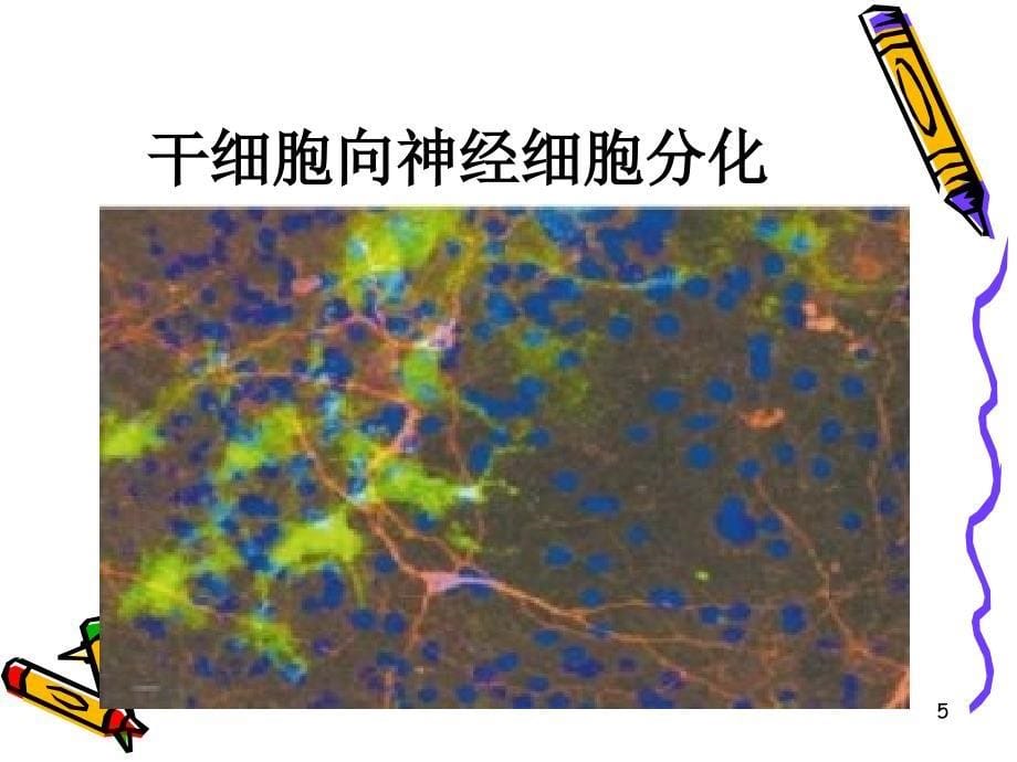 dd神奇的干细胞_第5页