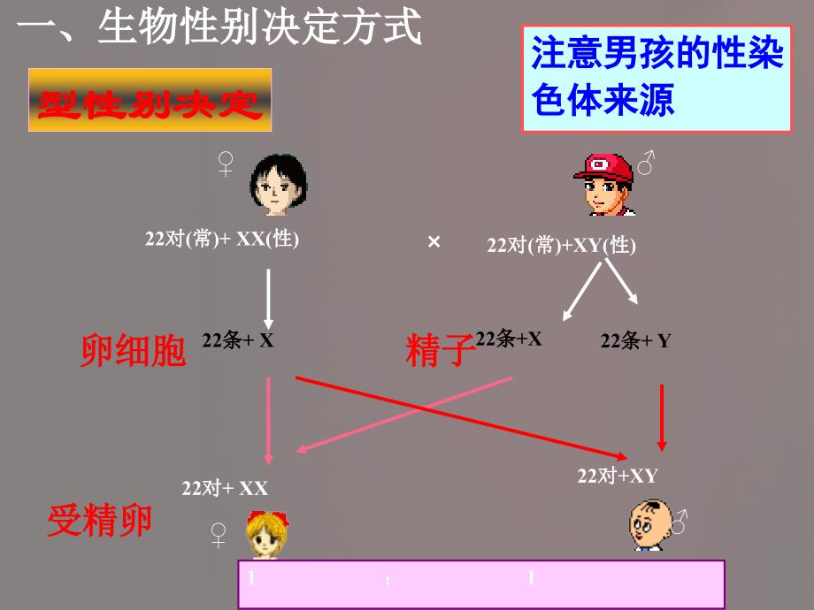 伴性遗传(2016届高三生物一轮复习)PPT课件02_第4页