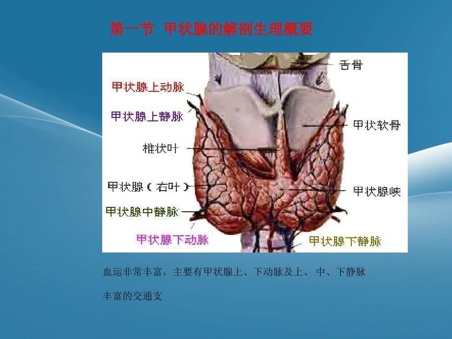 甲状腺围手术期的护理PPT课件02_第5页