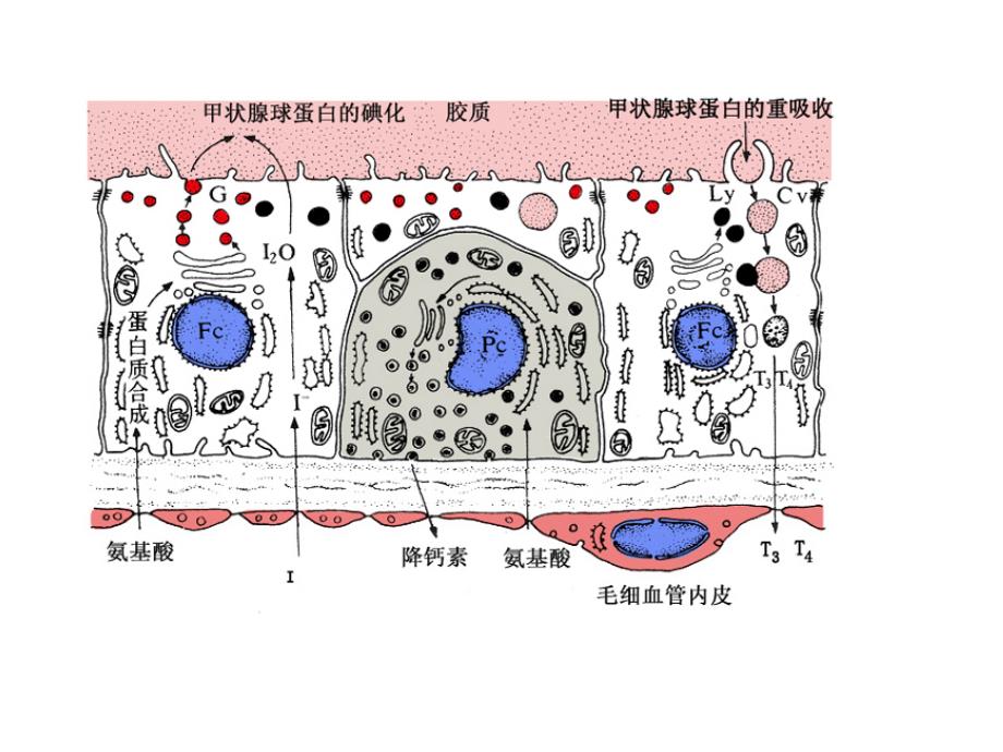 甲状腺激素合成、功能及调节_第1页