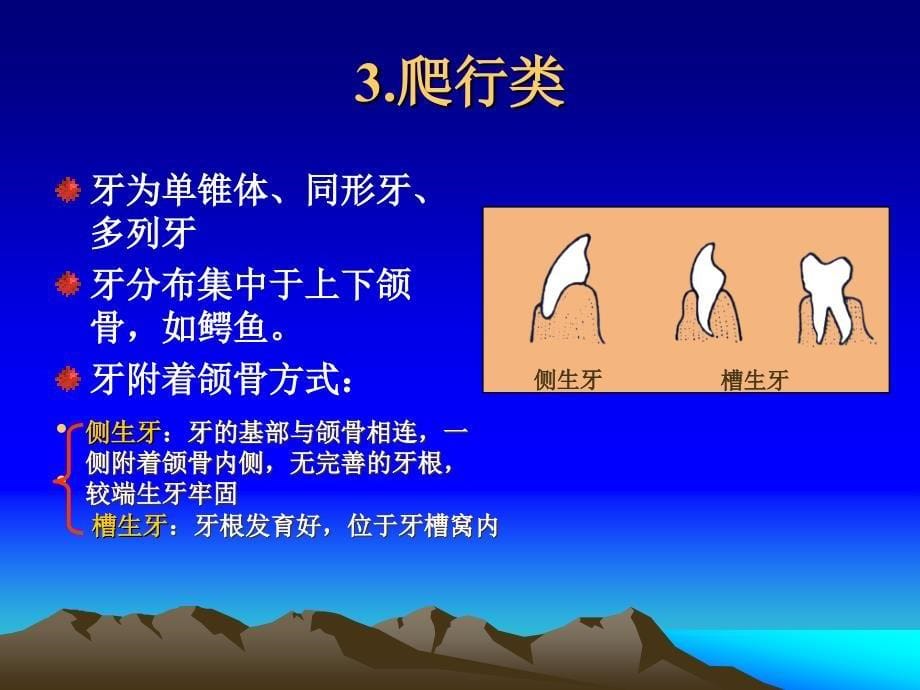 牙科解剖生理学及组织学_第5页