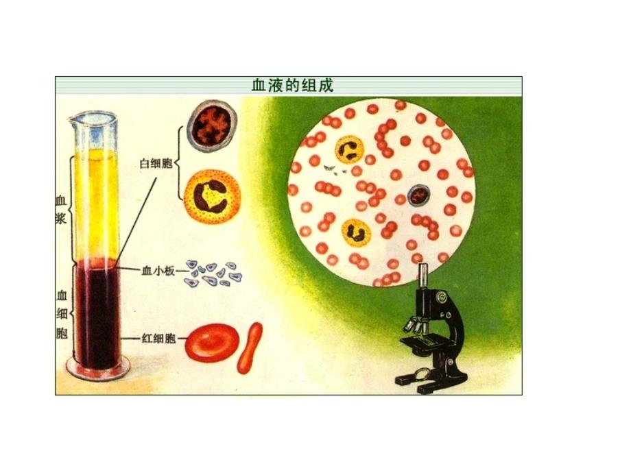 专题十一-人体内物质的运输_第4页