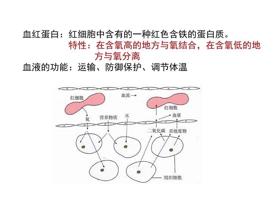 专题十一-人体内物质的运输_第5页