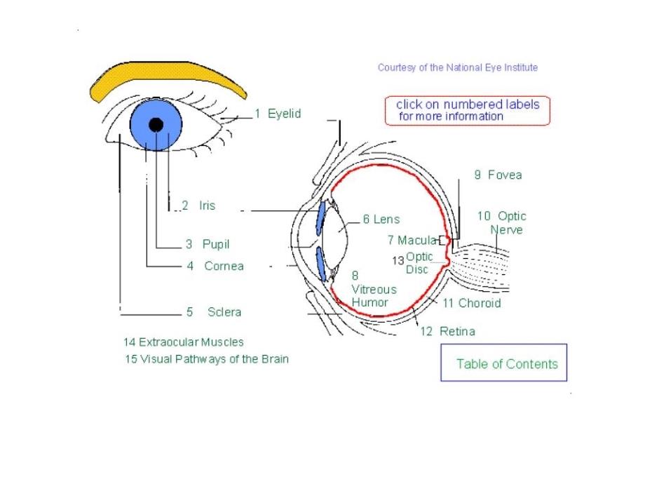 《人眼视觉特性》PPT课件.ppt_第3页