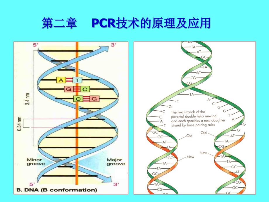 PCR的原理与应用_第1页