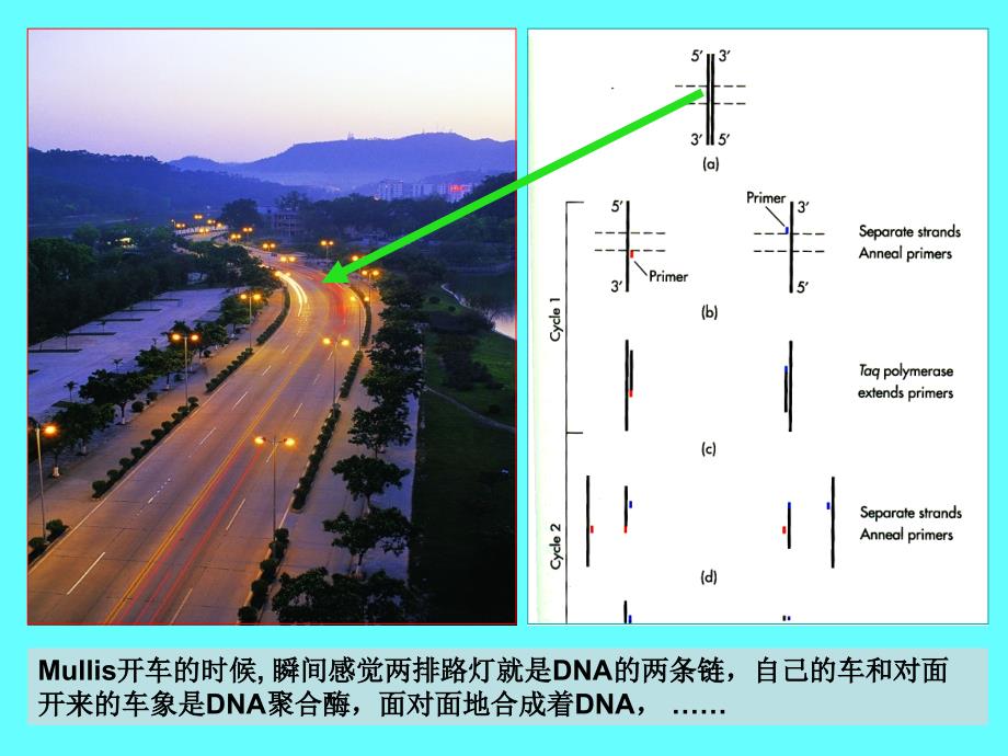 PCR的原理与应用_第4页