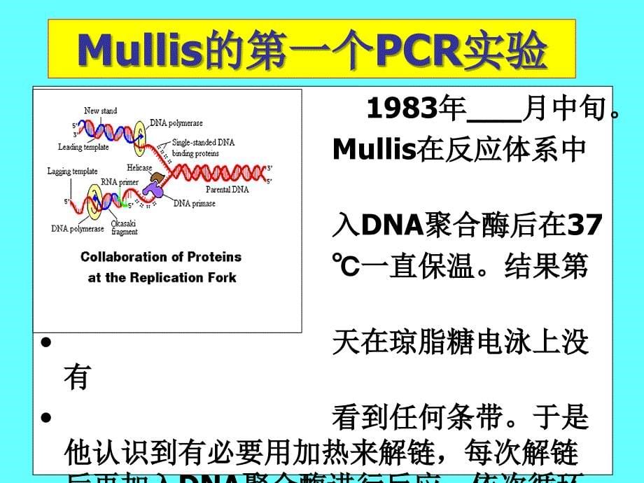 PCR的原理与应用_第5页