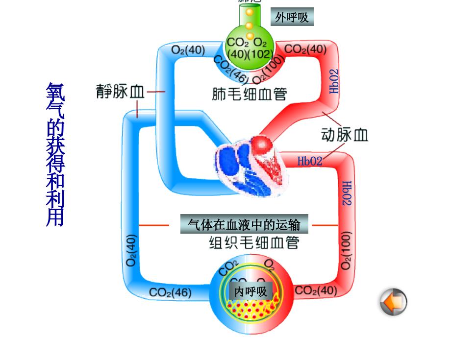 病理生理学缺氧_第3页