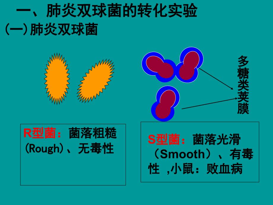 DNA是主要的遗传物质PPT(上课用)_第4页