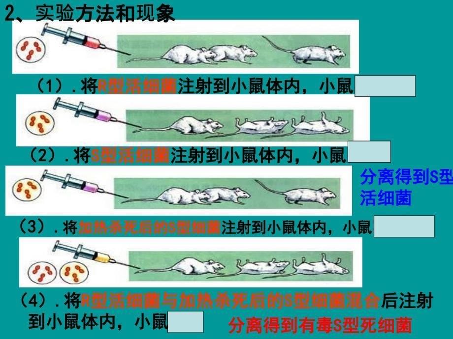 DNA是主要的遗传物质PPT(上课用)_第5页