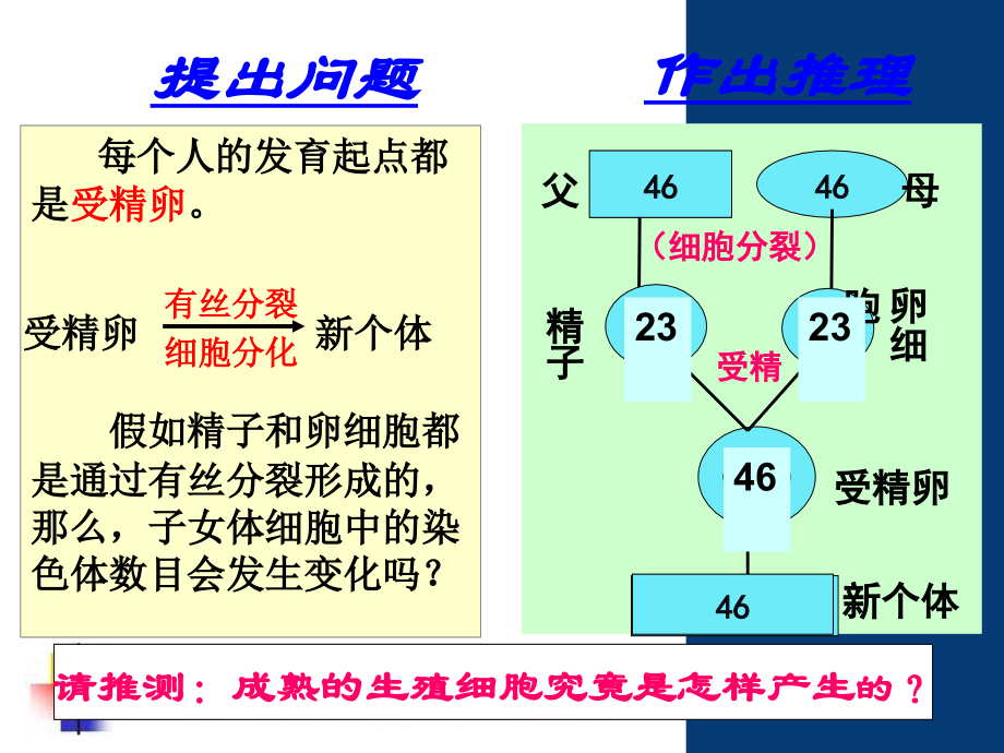 减数分裂课件动画_第2页