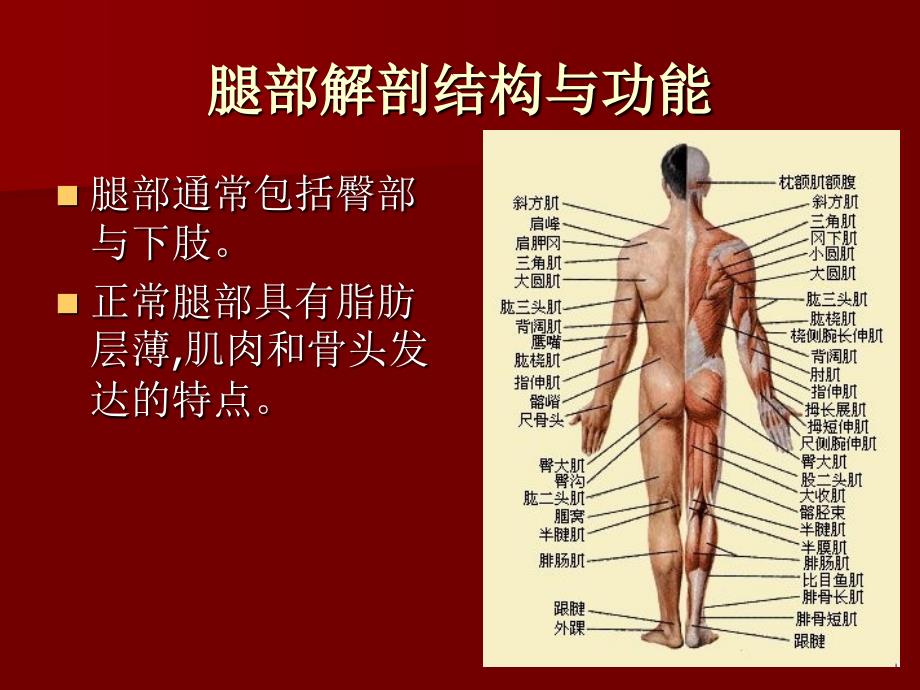 《腿部调护常识》PPT课件_第3页