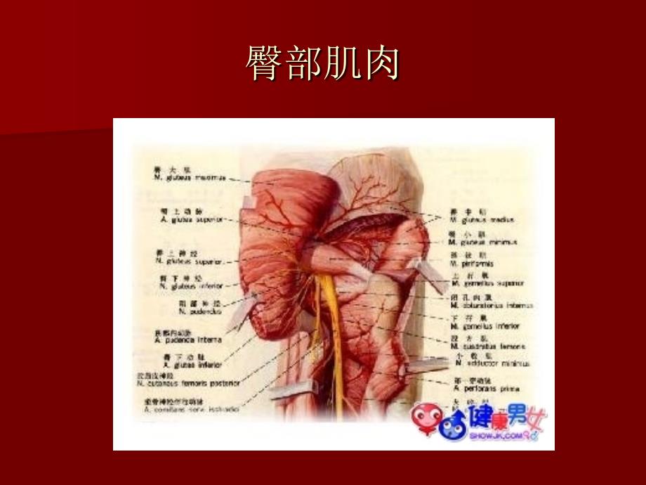 《腿部调护常识》PPT课件_第4页