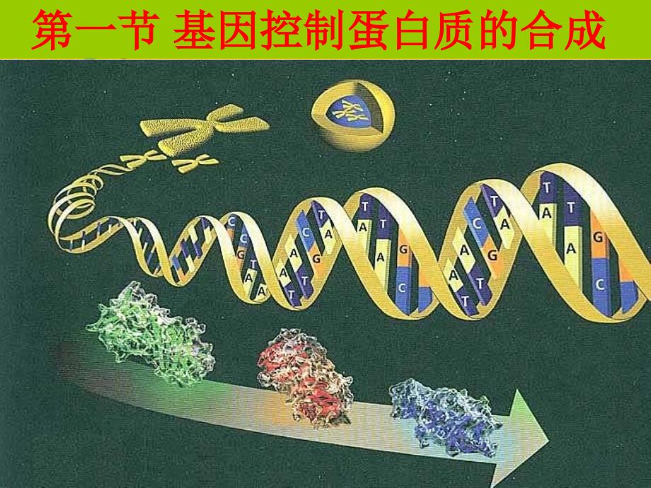 一节基因控制蛋白质的合成_第1页