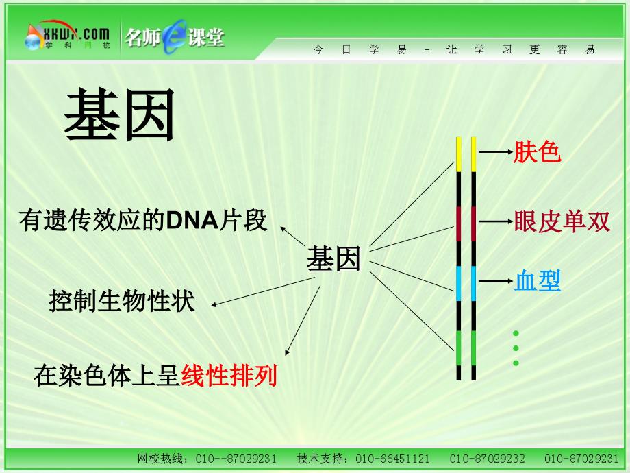 一节基因控制蛋白质的合成_第3页