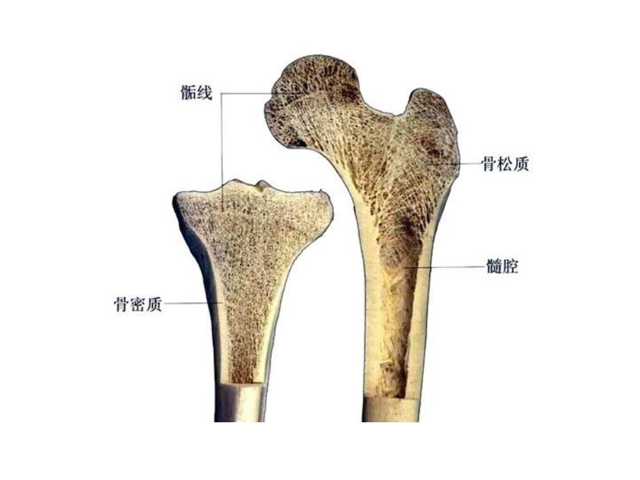 最全人体解剖学图谱.ppt_第2页