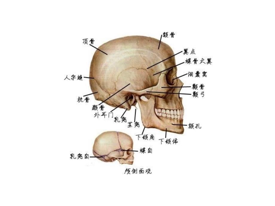 最全人体解剖学图谱.ppt_第3页