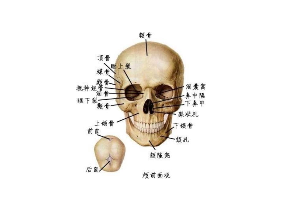 最全人体解剖学图谱.ppt_第4页