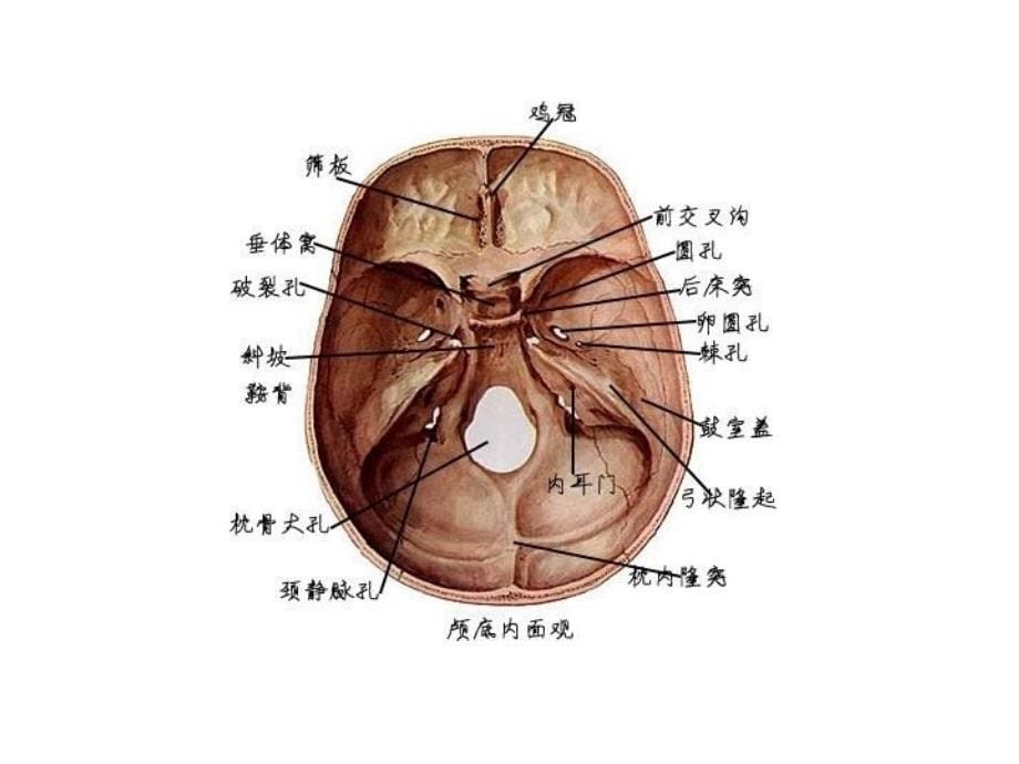 最全人体解剖学图谱.ppt_第5页