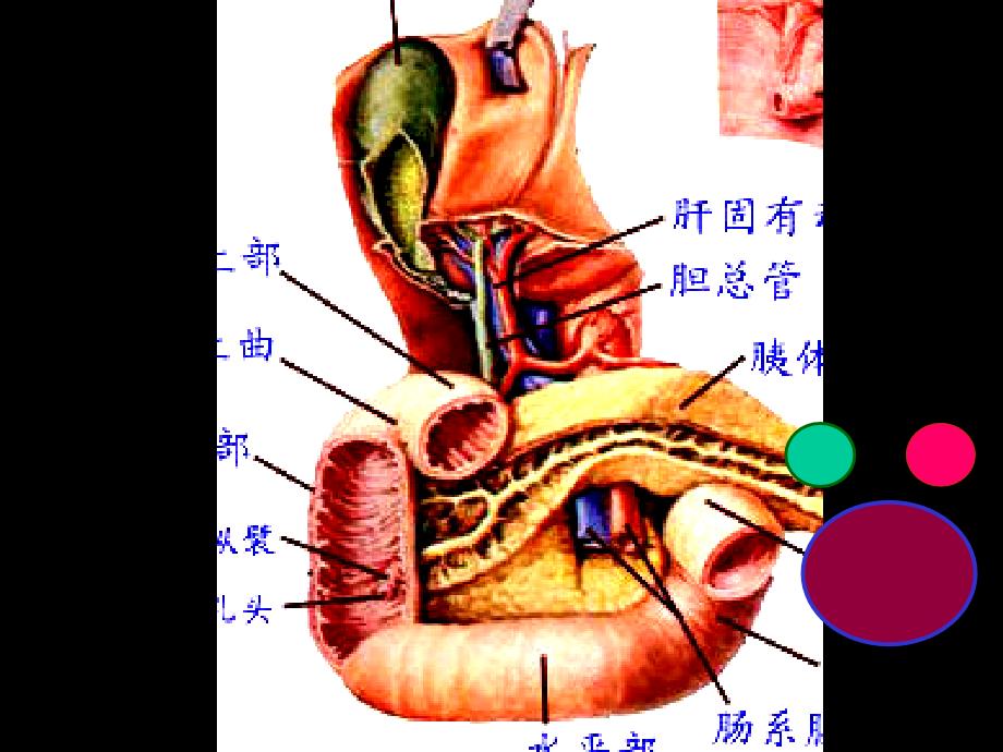 胆道疾病,影像班课程_第3页