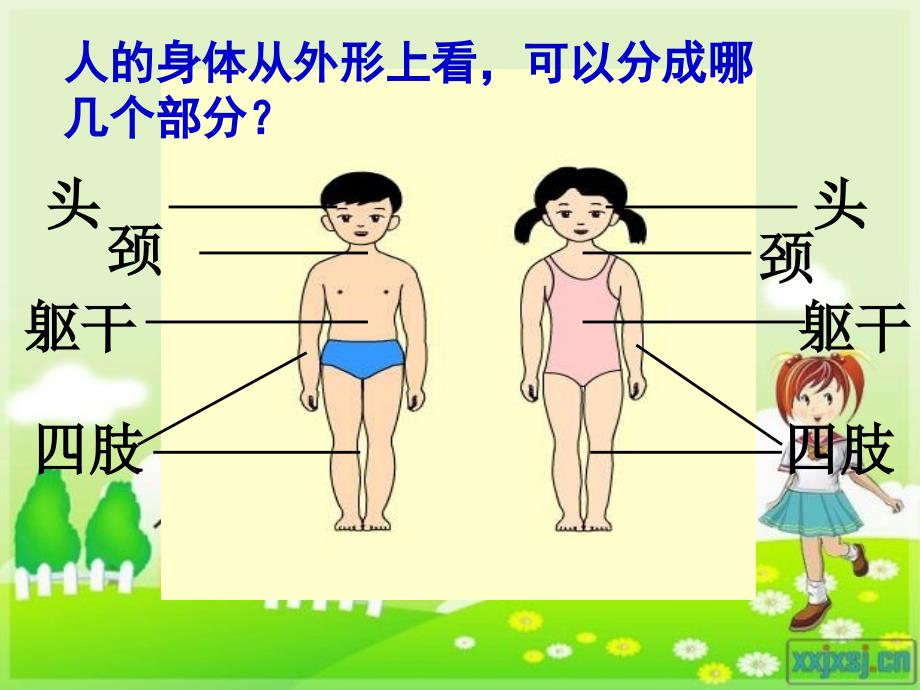 教科版科学四我们的身体PPT课件7_第3页