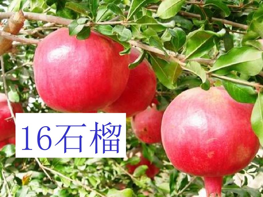 苏教版三上语文16石榴课件_第1页