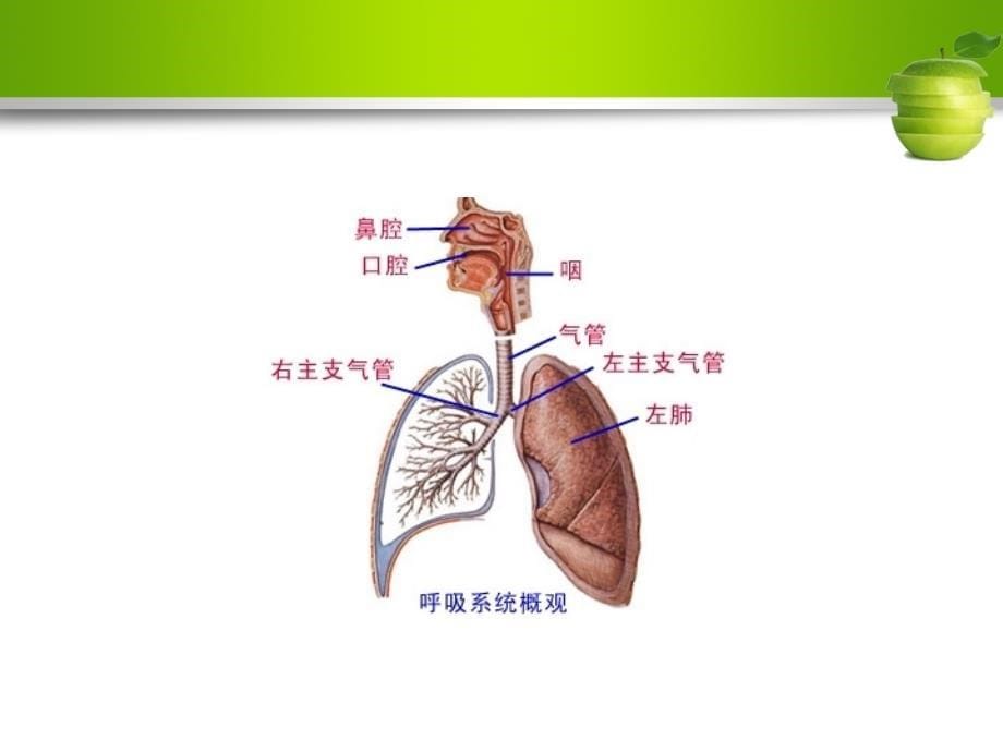 呼吸衰竭护理查房_第5页