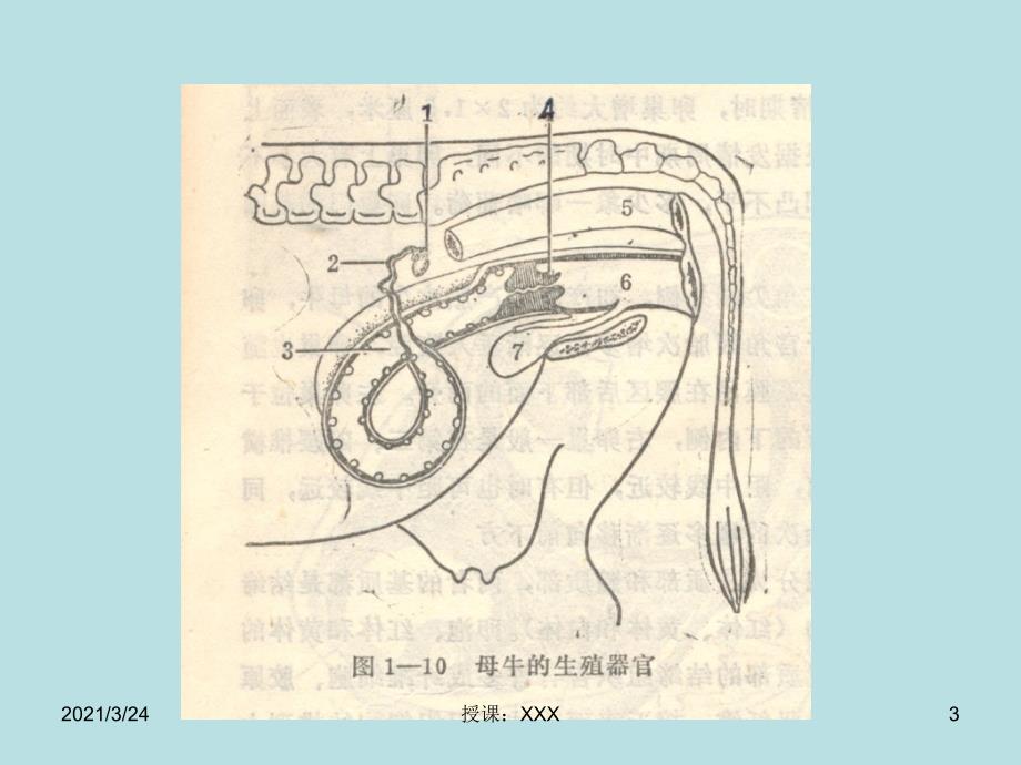 牛人工授精技术培训PPT课件_第3页