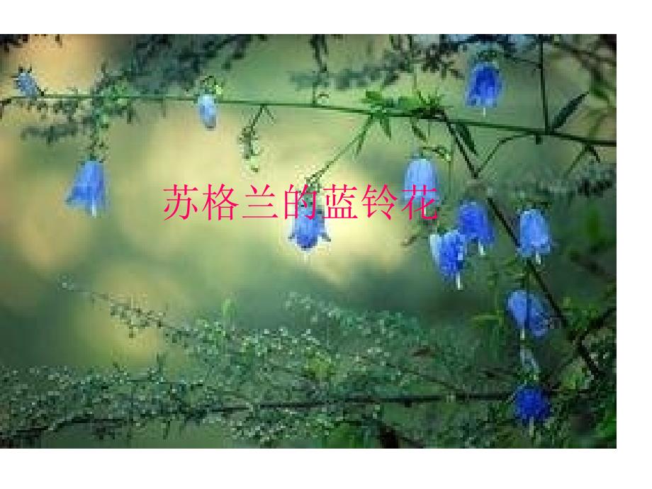 苏少版音乐六上第七单元《苏格兰的蓝铃花》ppt课件1.ppt_第1页