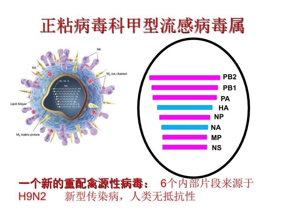 禽流感诊治及防控PPT课件_第5页