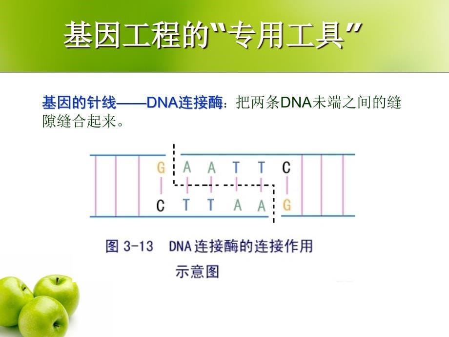 现代生物技术在育种上应用_第5页