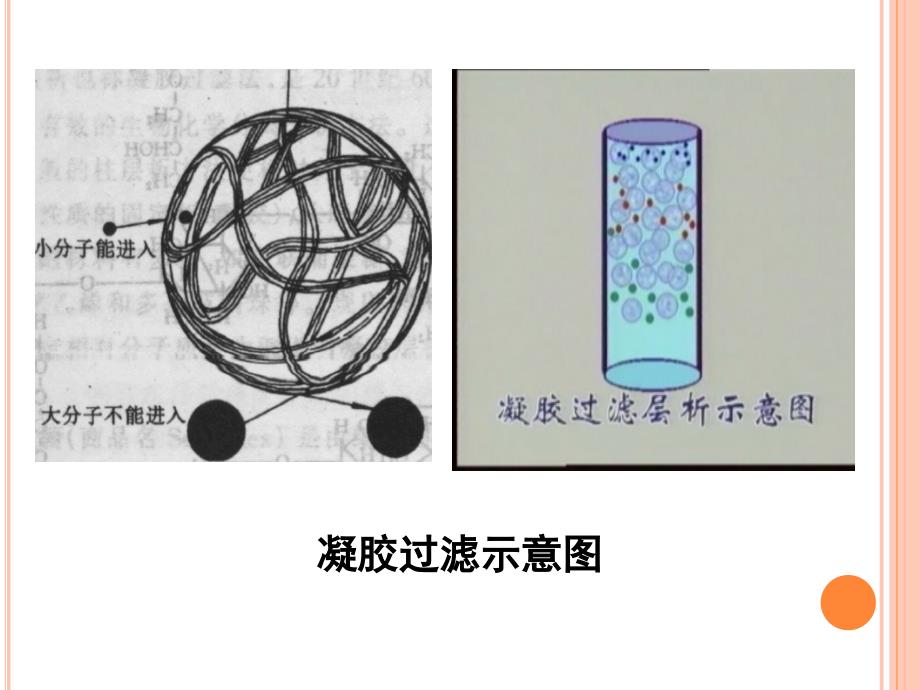 第九章凝胶过滤及离子交换层析介质_第3页