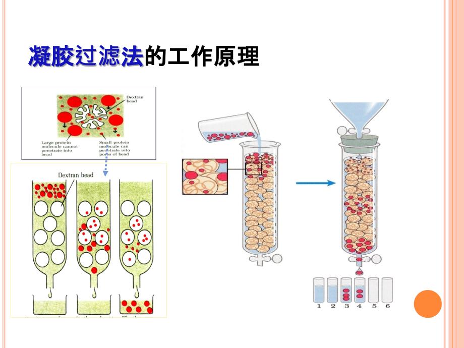 第九章凝胶过滤及离子交换层析介质_第4页