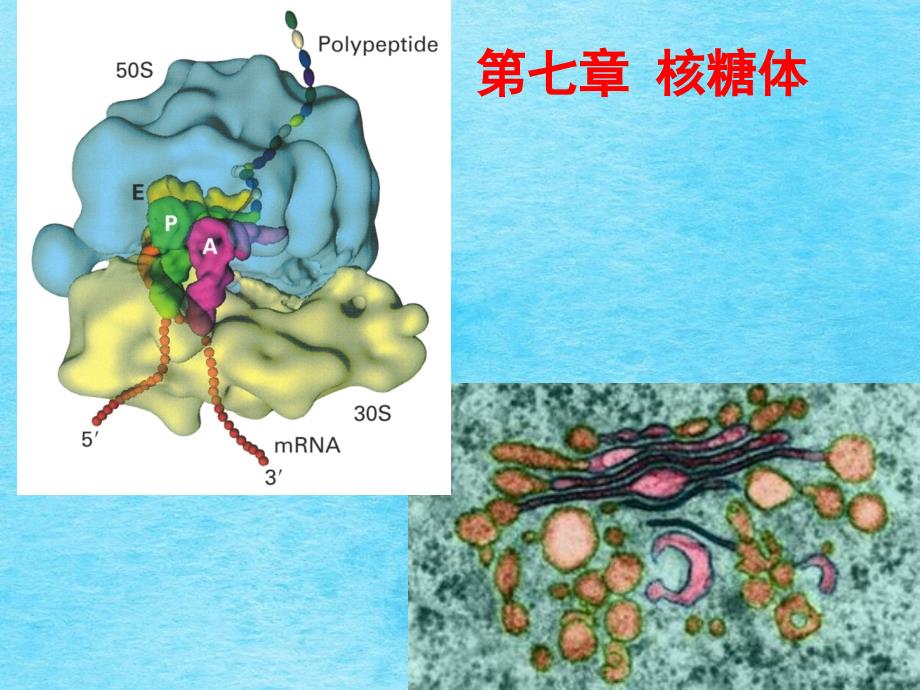 细胞7章核糖体ppt课件_第1页