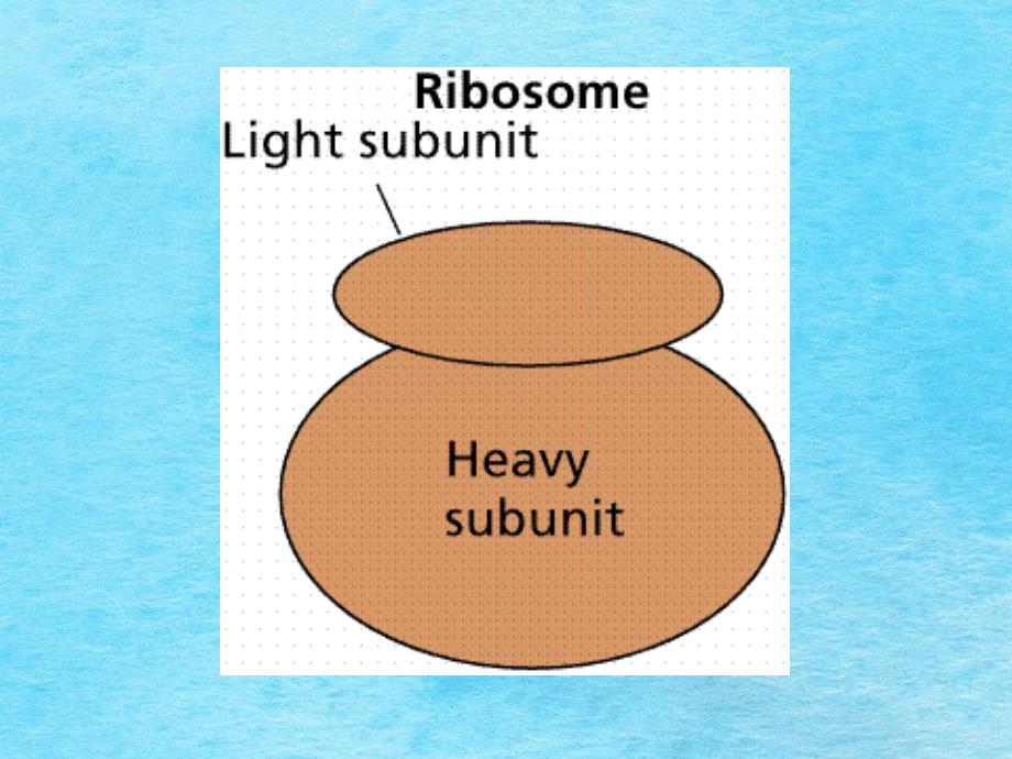 细胞7章核糖体ppt课件_第3页