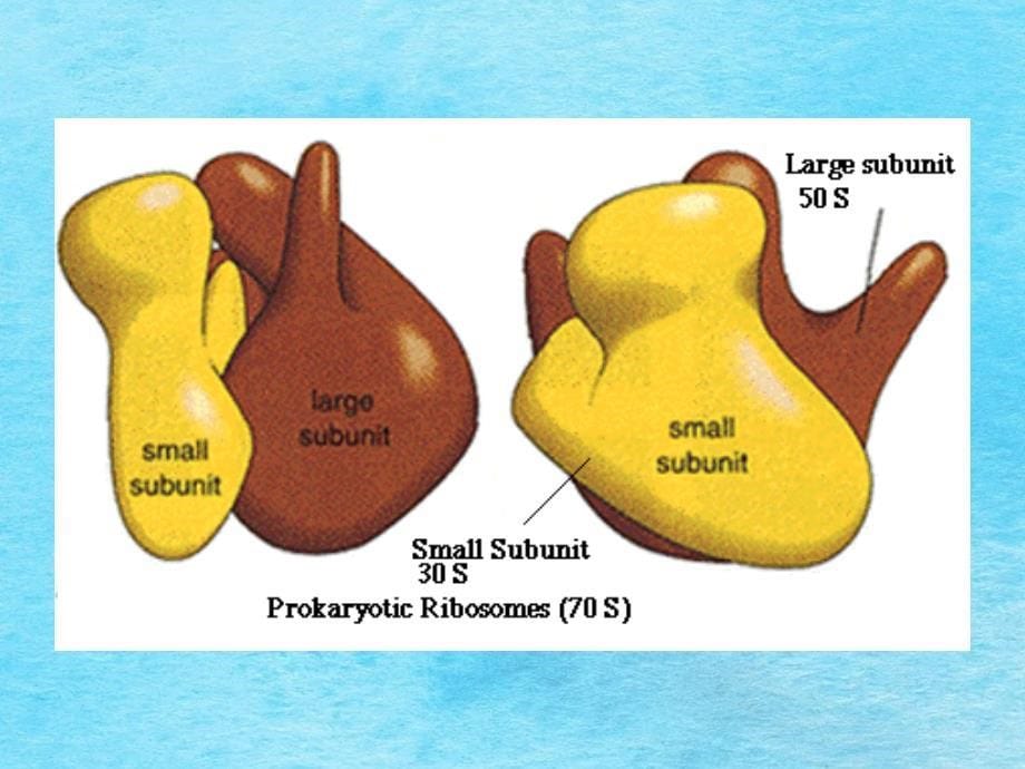 细胞7章核糖体ppt课件_第5页