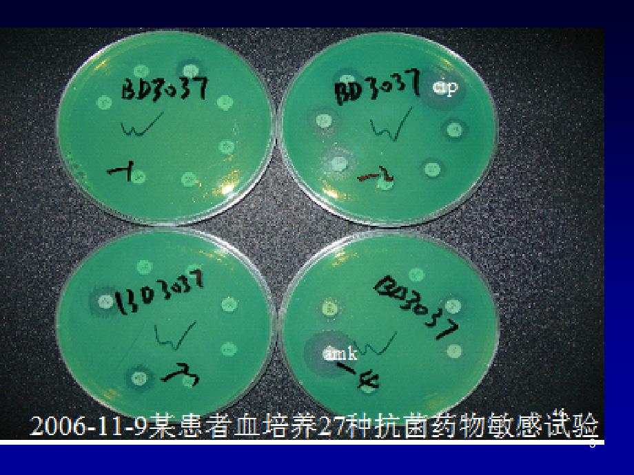 CLSI血培养PPT医学课件_第3页