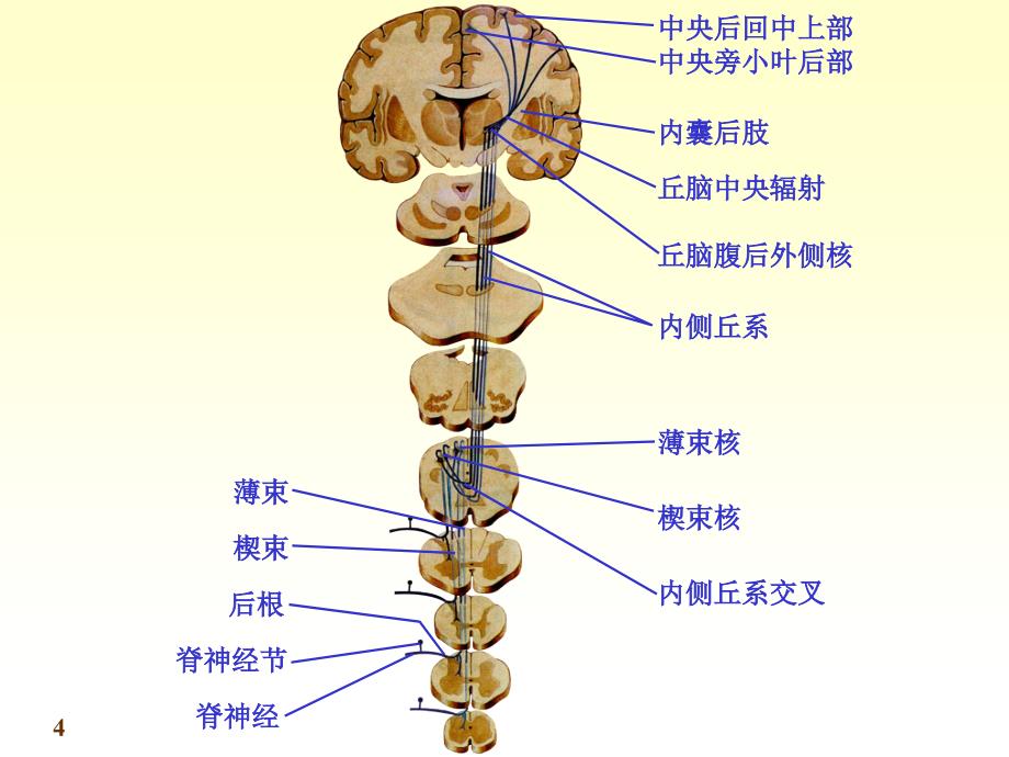 七科联考系统剖学chapter19神经系统传导路_第4页