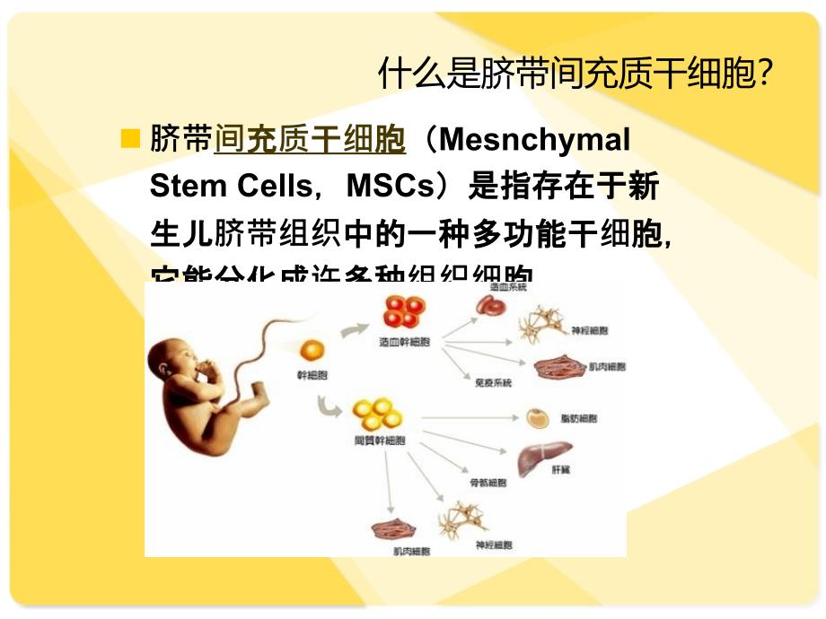 脐带间充质干细胞PPT.ppt_第2页