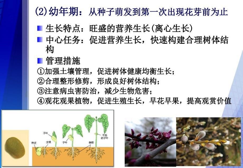 园林植物生长发育基本规律PowerPoint 演示文稿_第5页