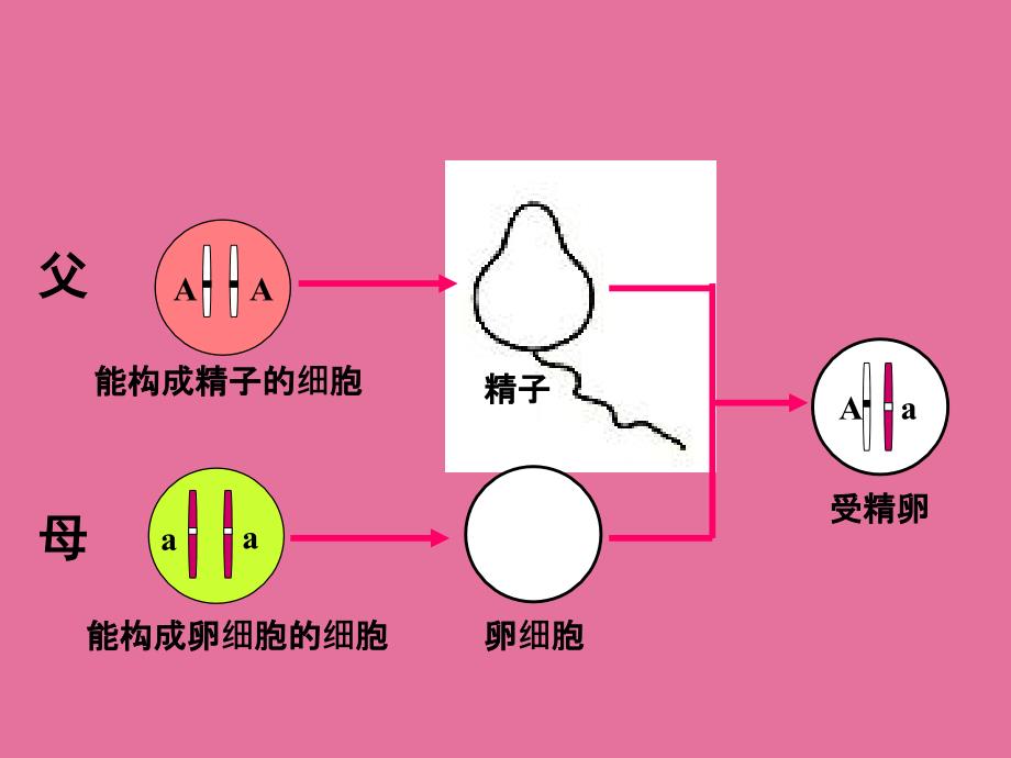 阁山学校谢卫兵ppt课件_第2页