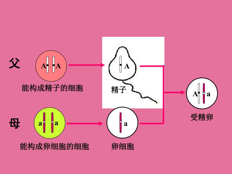 阁山学校谢卫兵ppt课件_第3页